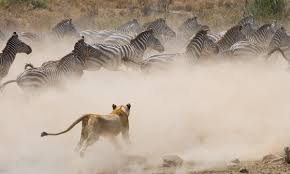 Arusha: 2-Day Luxury Serengeti Safari